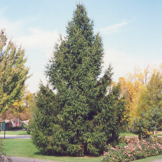 Picea abies