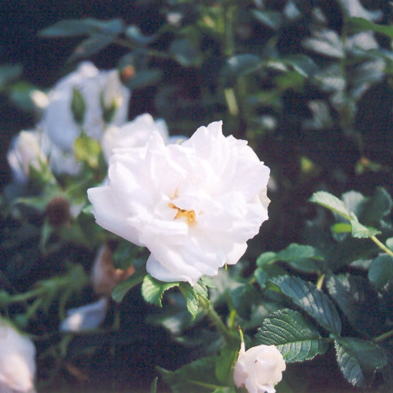 Rosa 'Blanc Double de Coubert'