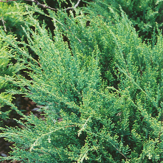 Sea Green Juniper