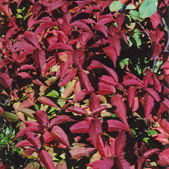 Bush Honeysuckle