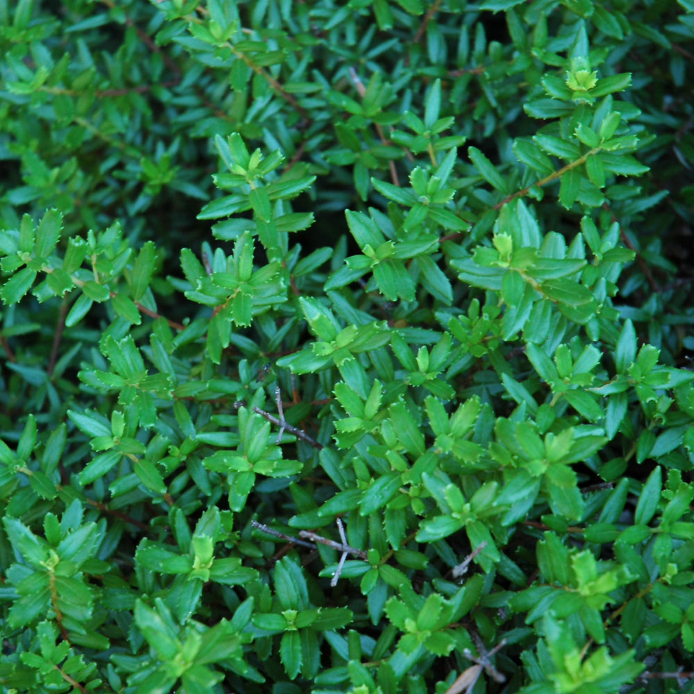 Paxistima canbyi