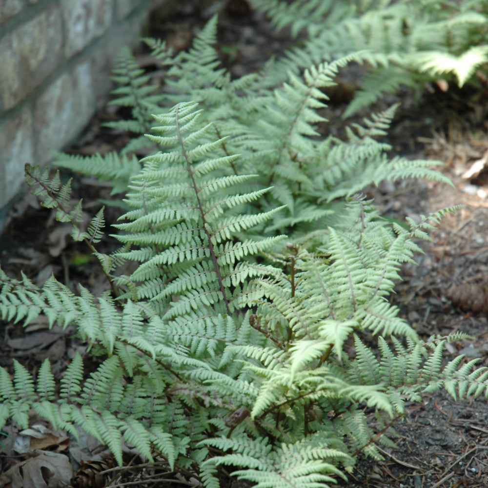 Ghost Fern
