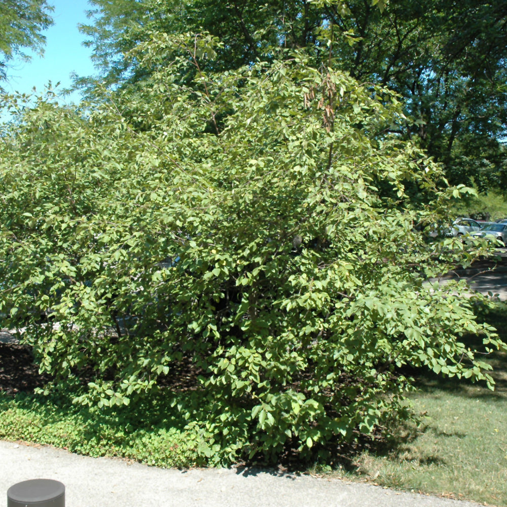 Alnus rugosa