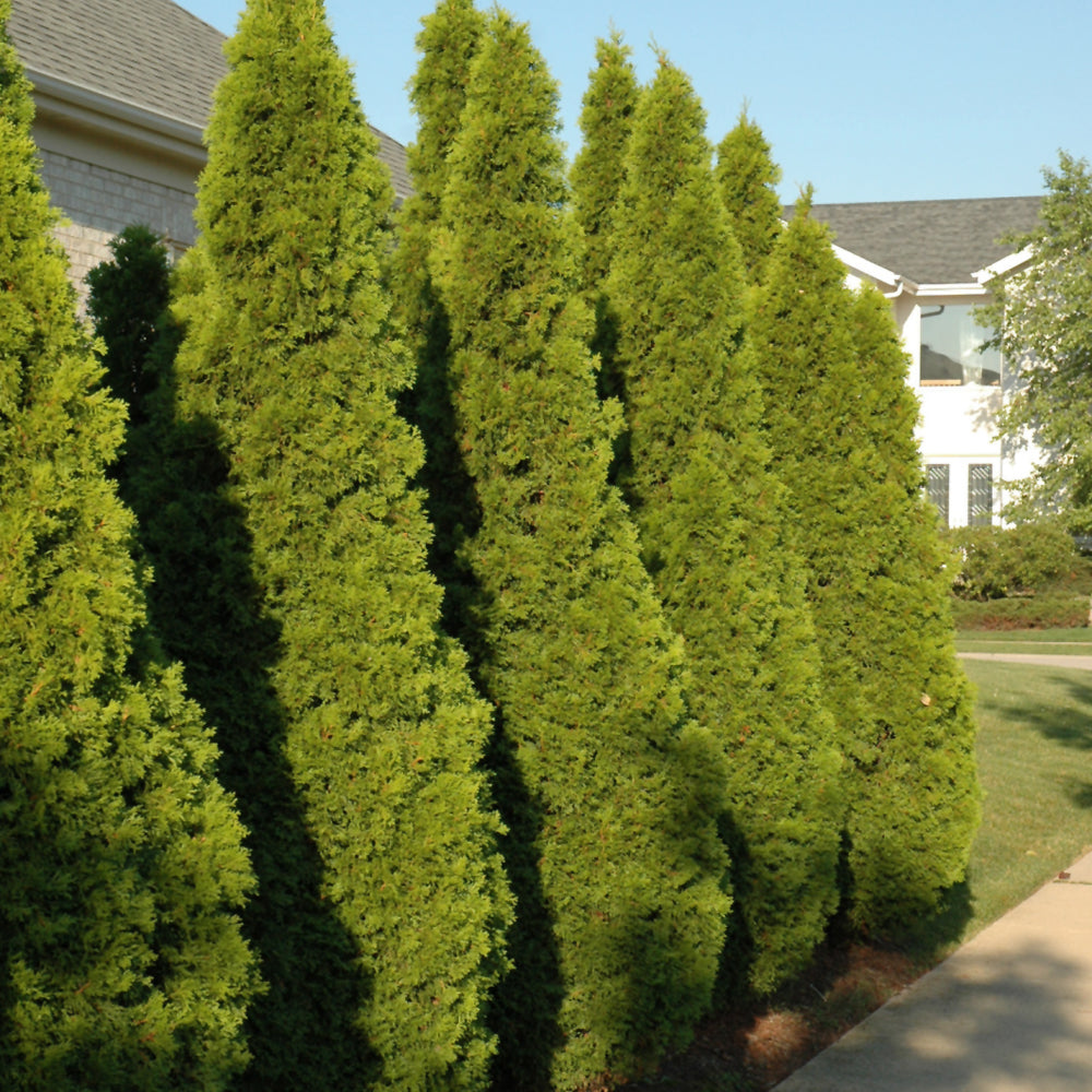 Emerald Green Arborvitae