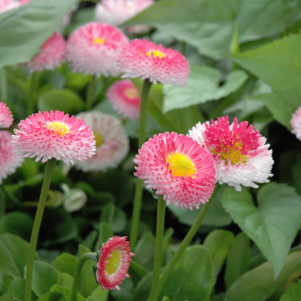 Bellis perennis 'Bellissima Rose'