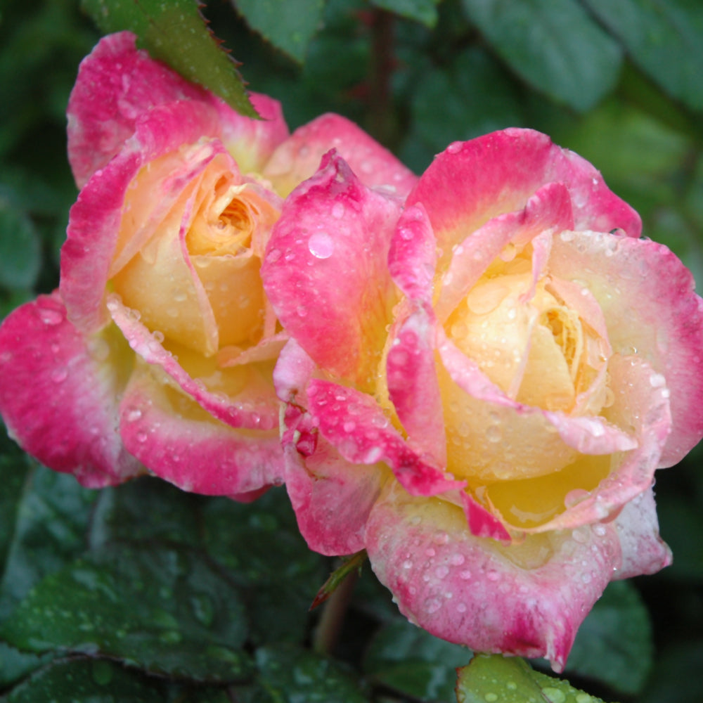 Love And Peace Rose