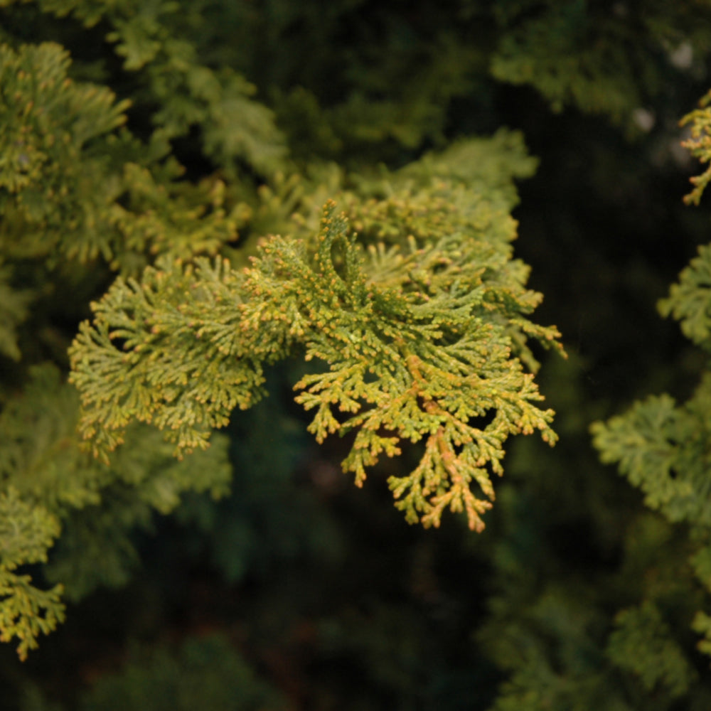 Chamaecyparis obtusa 'Gracilis'