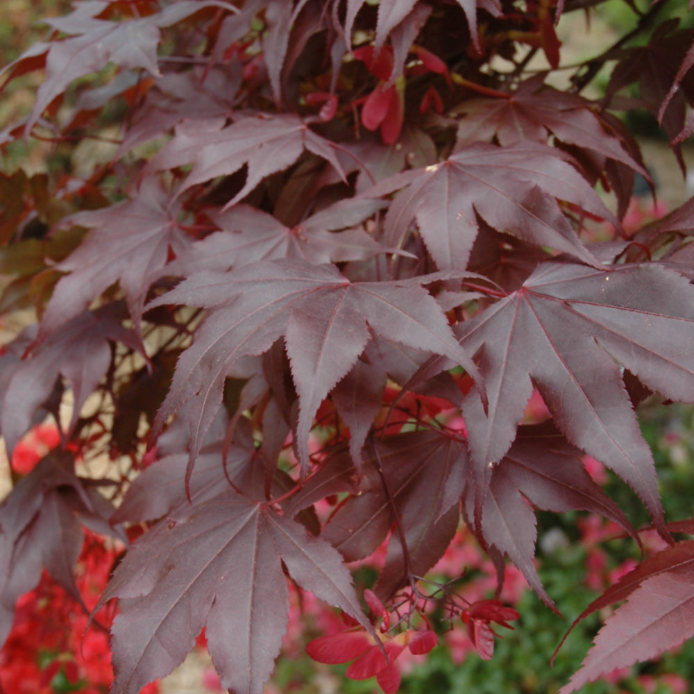 Bloodgood Japanese Maple