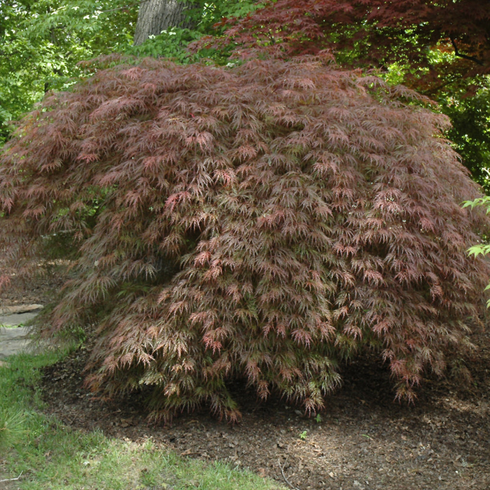 Inaba Shidare Cutleaf Japanese Maple