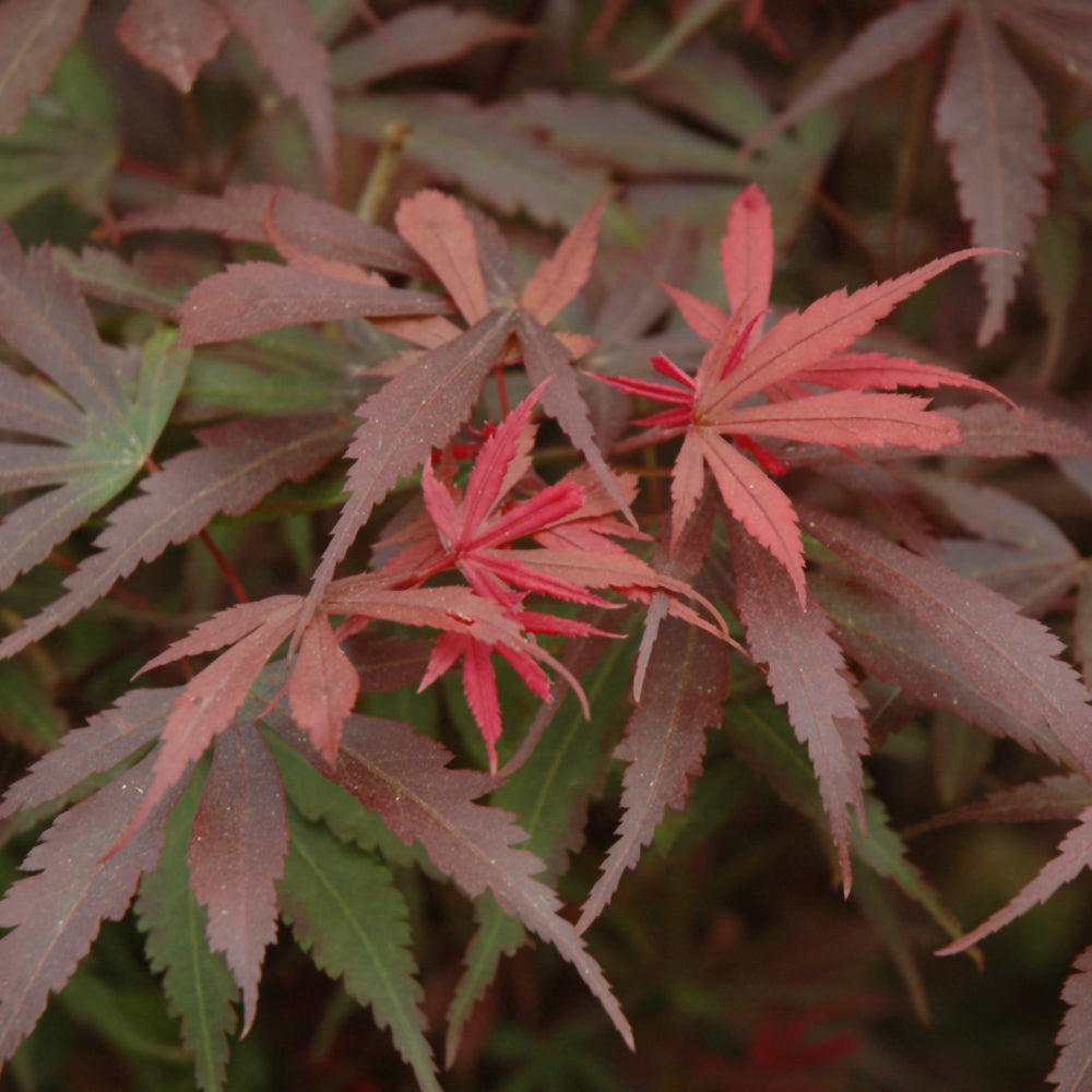 Shaina Japanese Maple