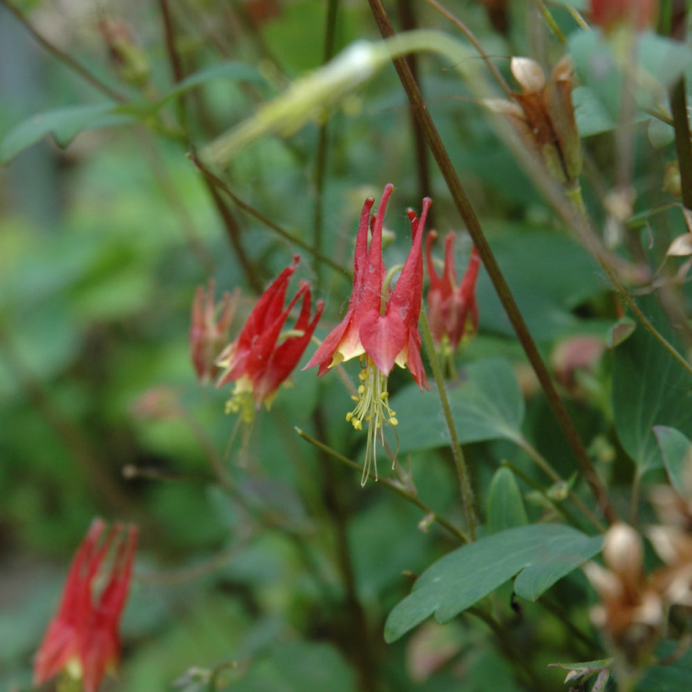 Aquilegia canadensis 'Little Lanterns'