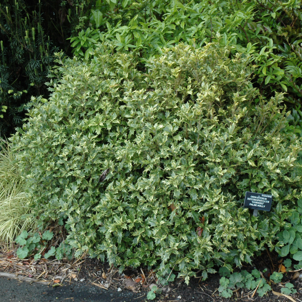 Variegated False Holly