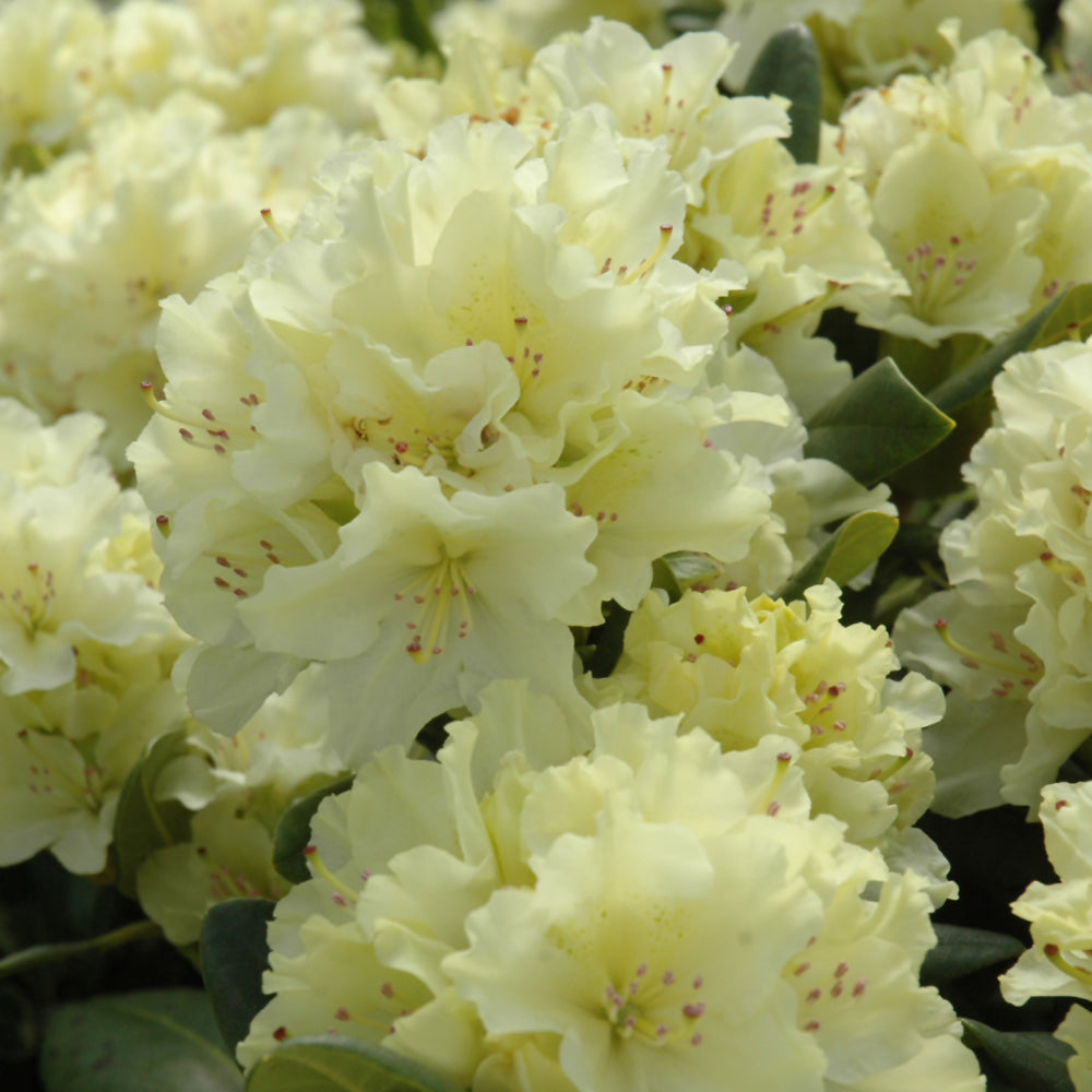 Capistrano Rhododendron