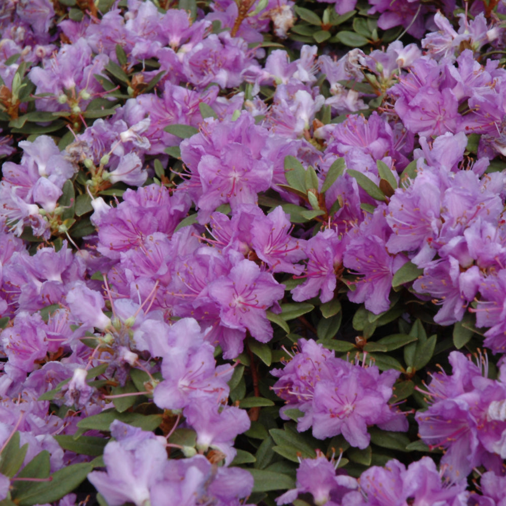 Purple Gem Rhododendron