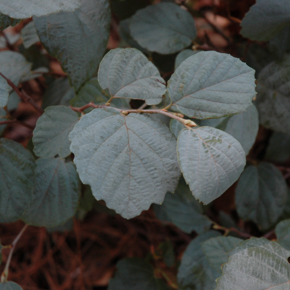 Blue Shadow Fothergilla