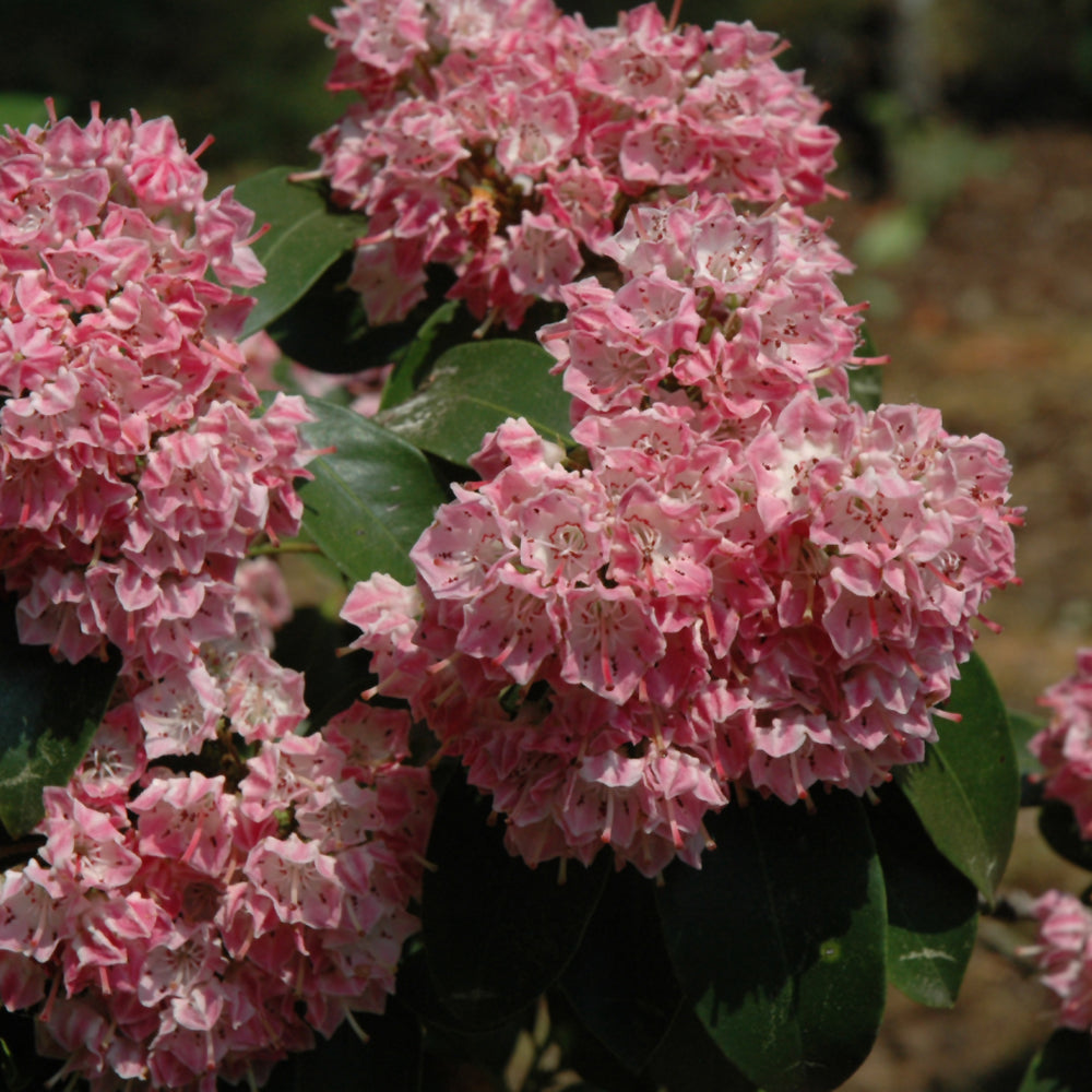 Kalmia latifolia 'Bridesmaid'