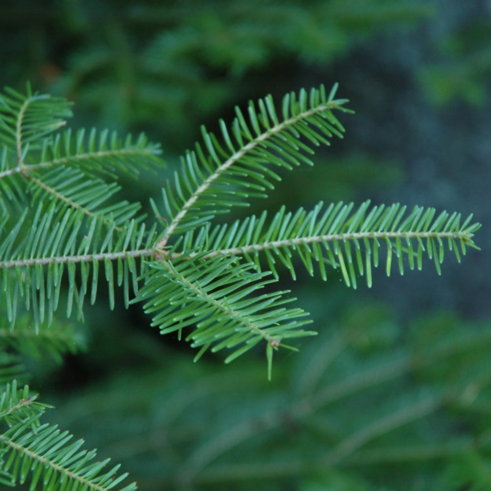 Balsam Fir