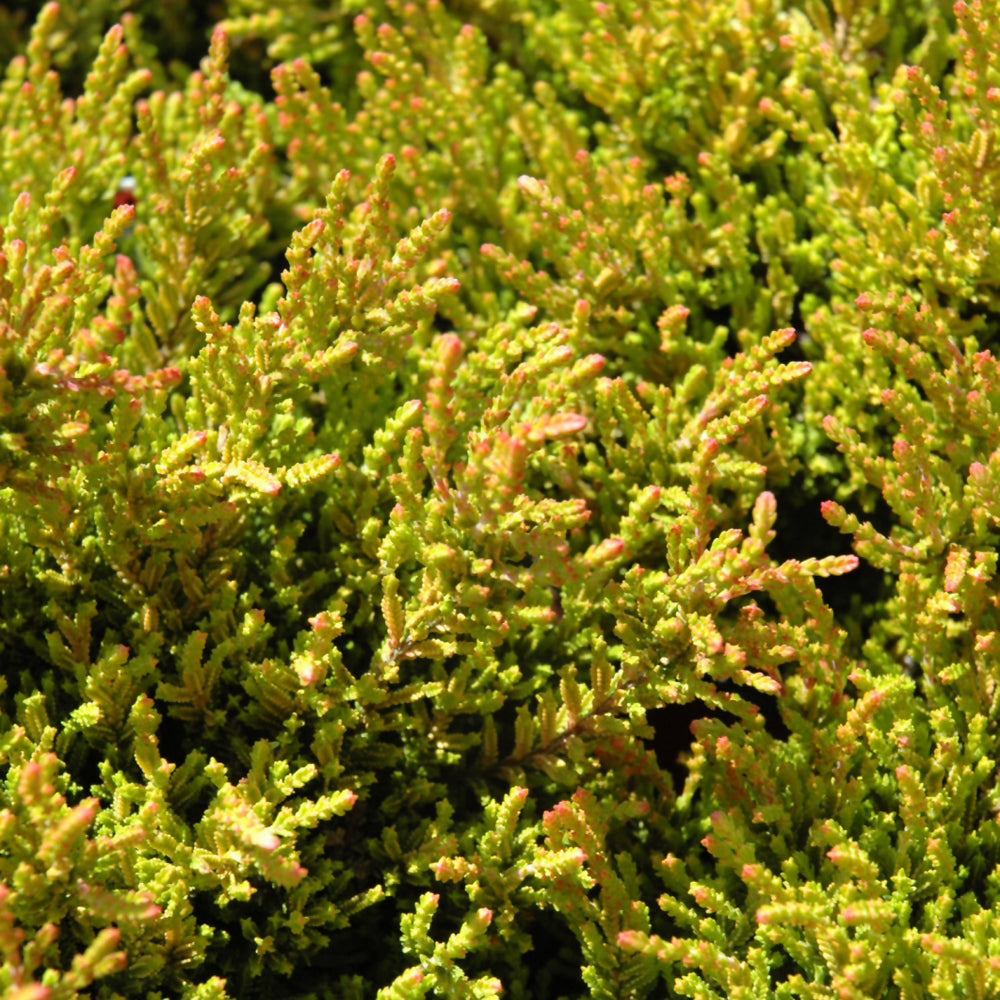 Calluna vulgaris 'Winter Chocolate'