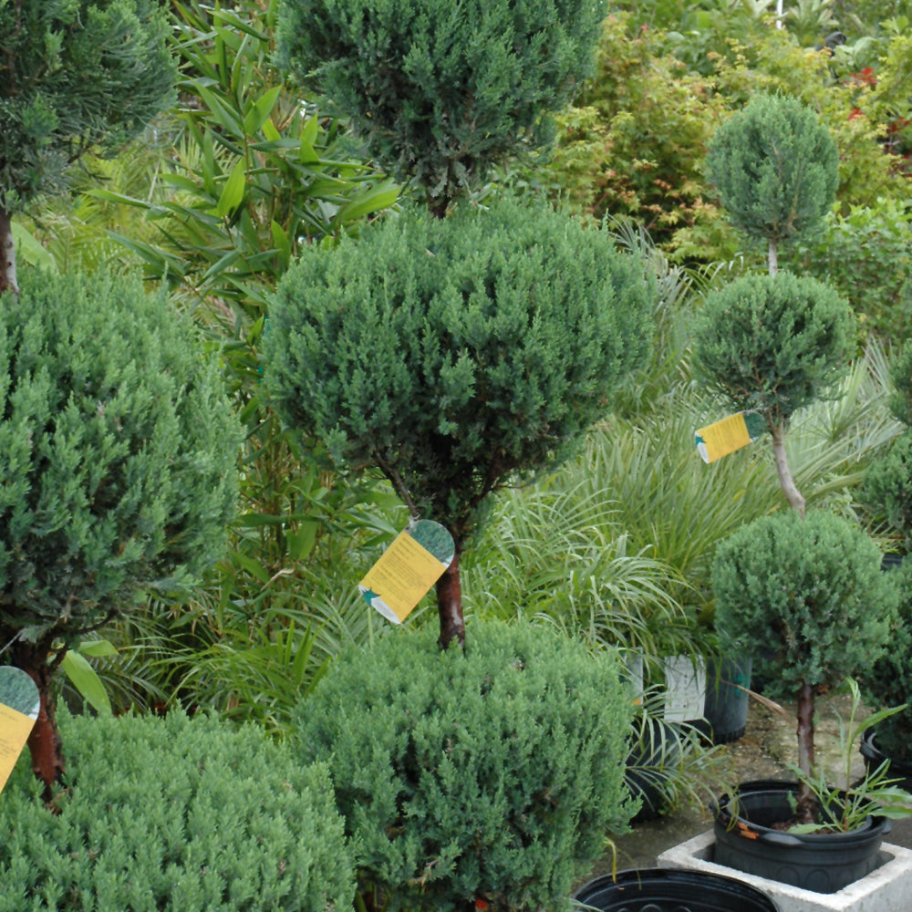 Blue Point Juniper