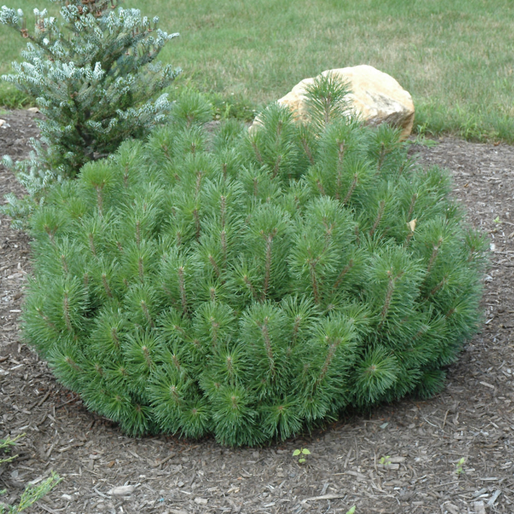 Pinus mugo 'Enci'