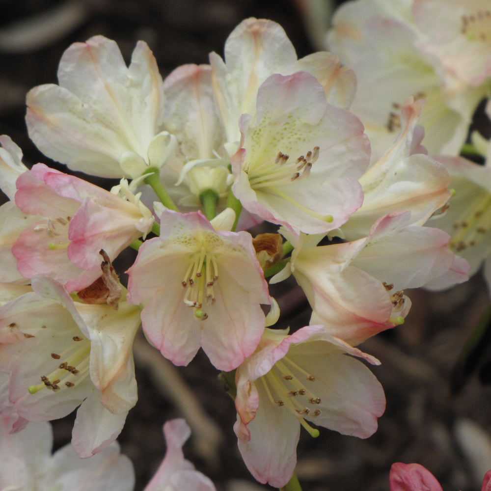 Percy Wiseman Rhododendron