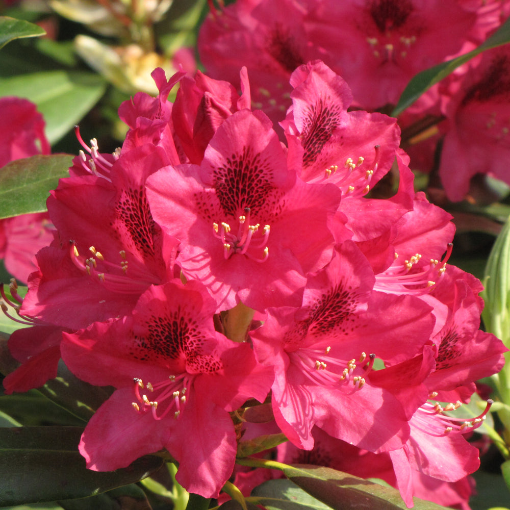 Rhododendron 'Nova Zembla'