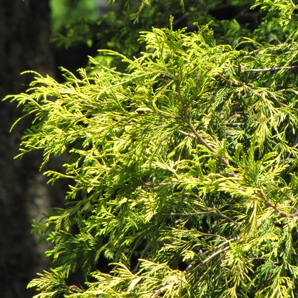 Golden Threadleaf Falsecypress