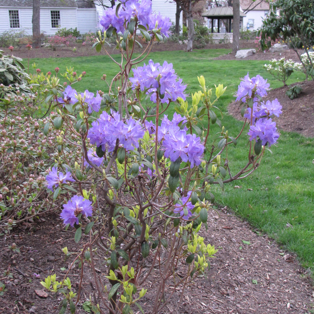 Blue Baron Rhododendron