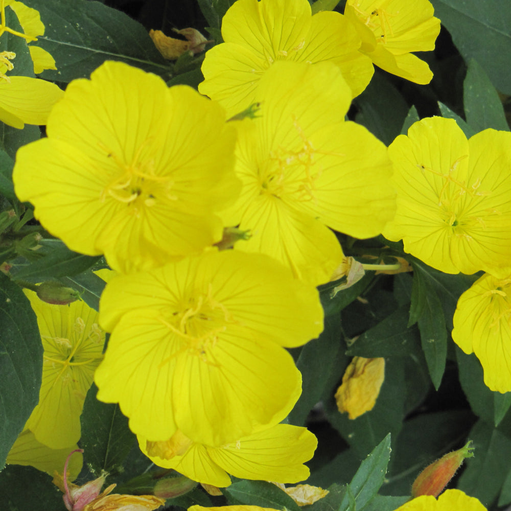 Oenothera fruticosa 'Fireworks'