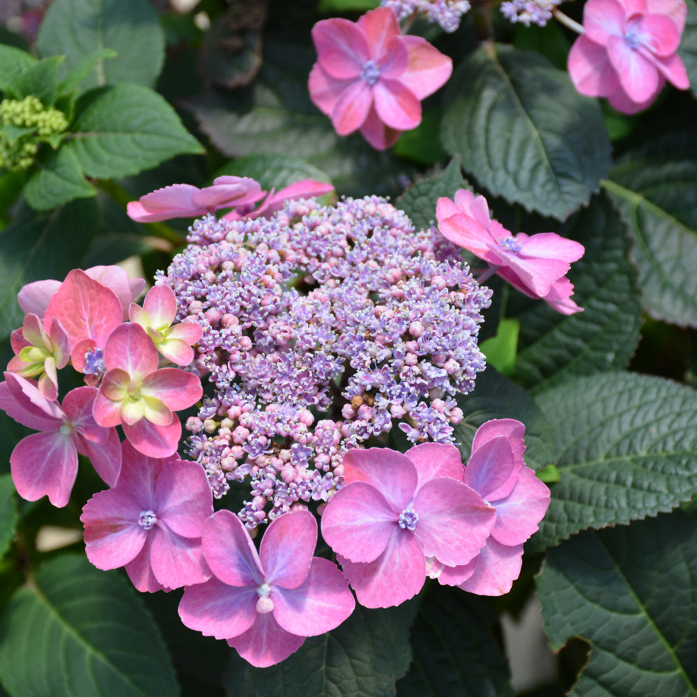 Tuff Stuff™ Hydrangea
