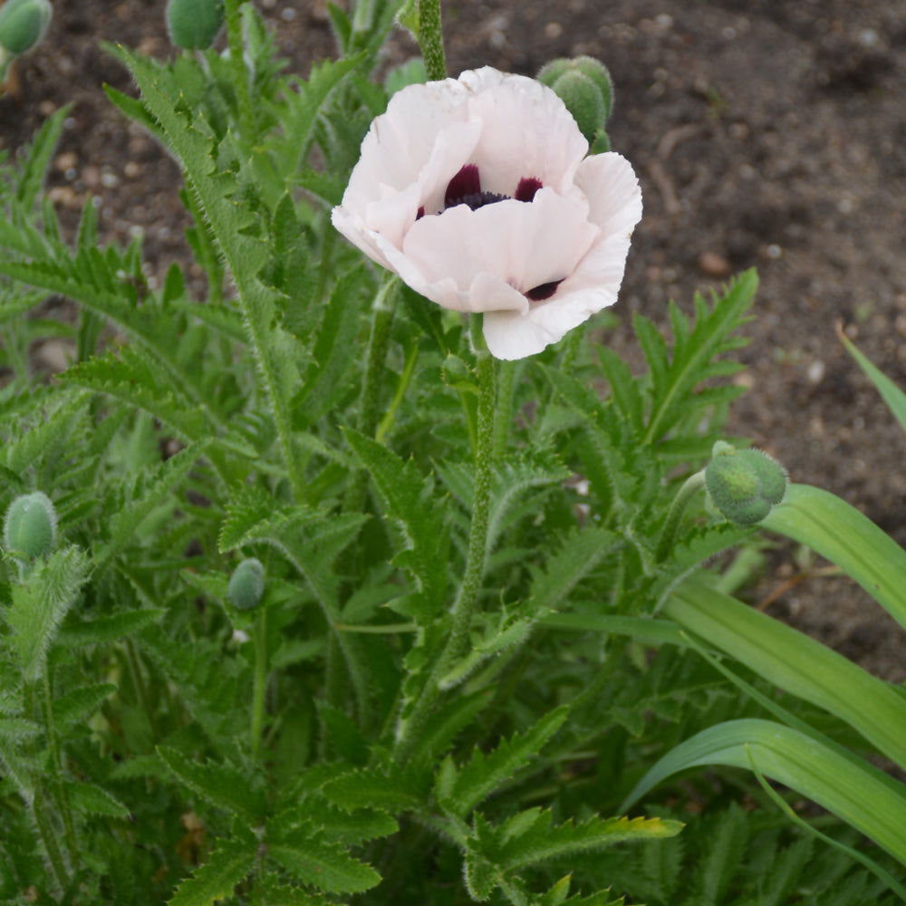 Royal Wedding Poppy