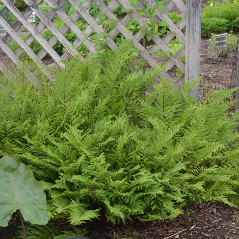 Lady in Red Fern