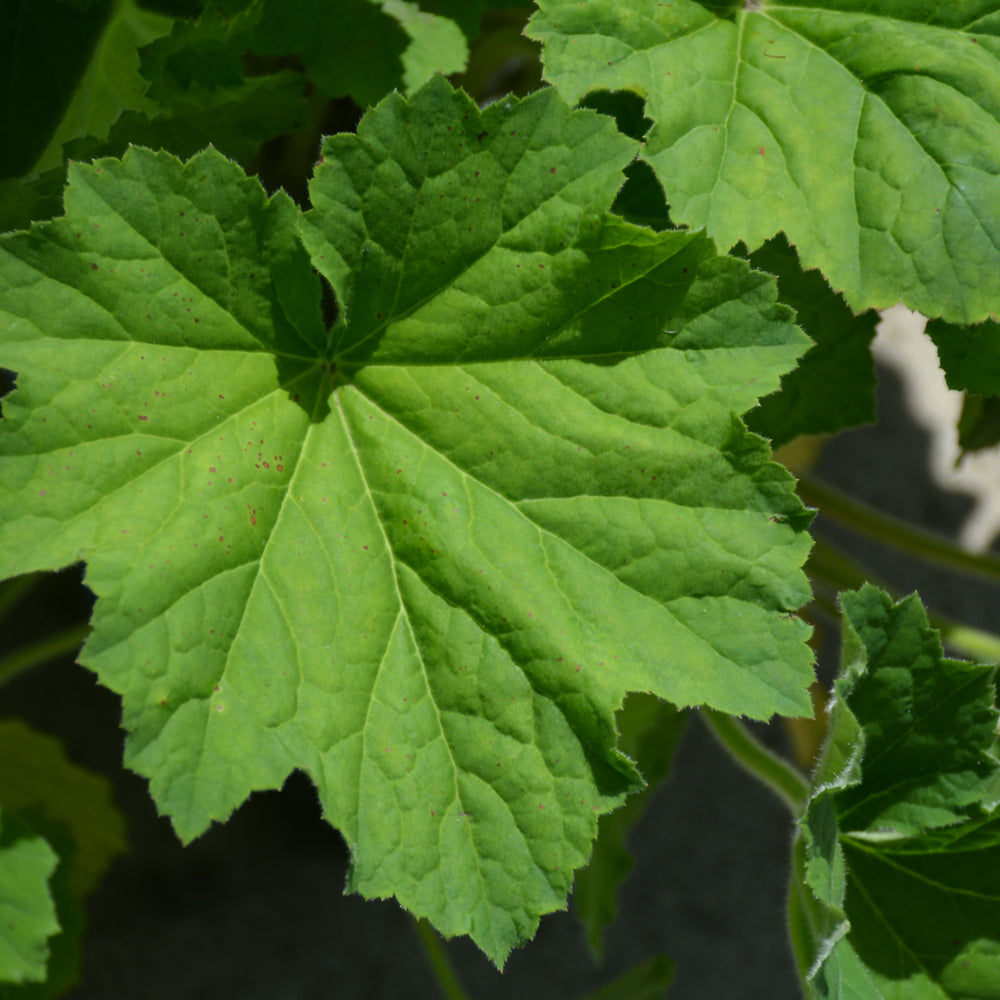 Autumn Bride Hairy Alumroot