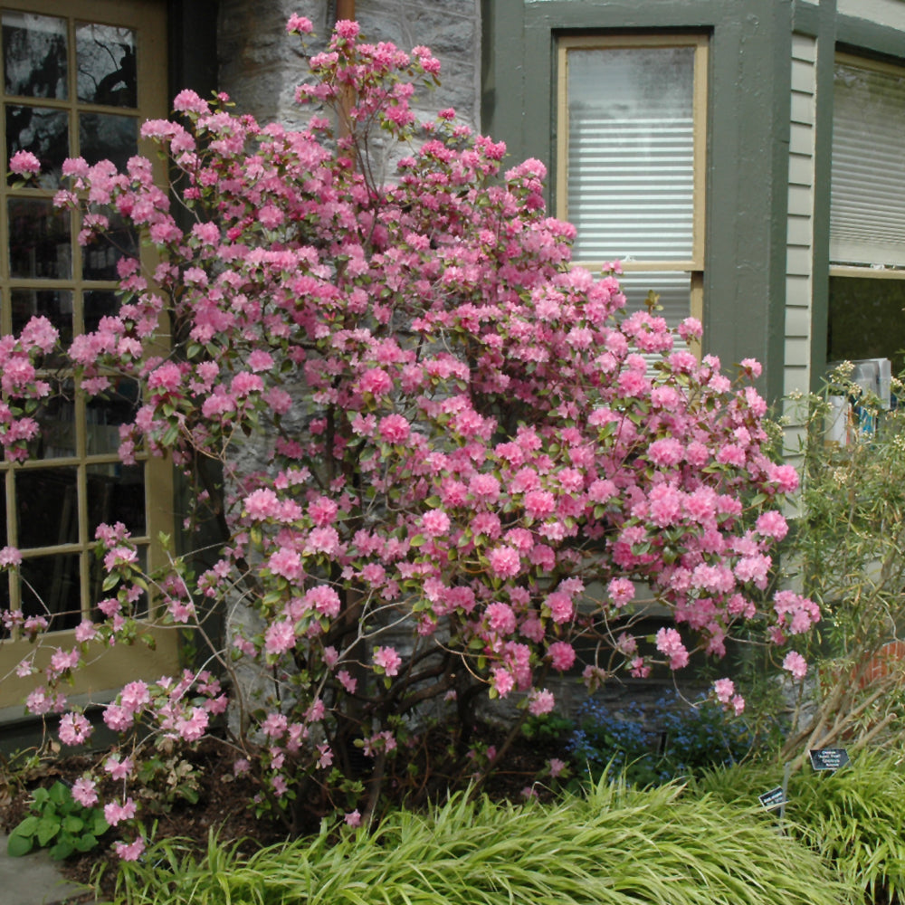Olga Mezitt Rhododendron