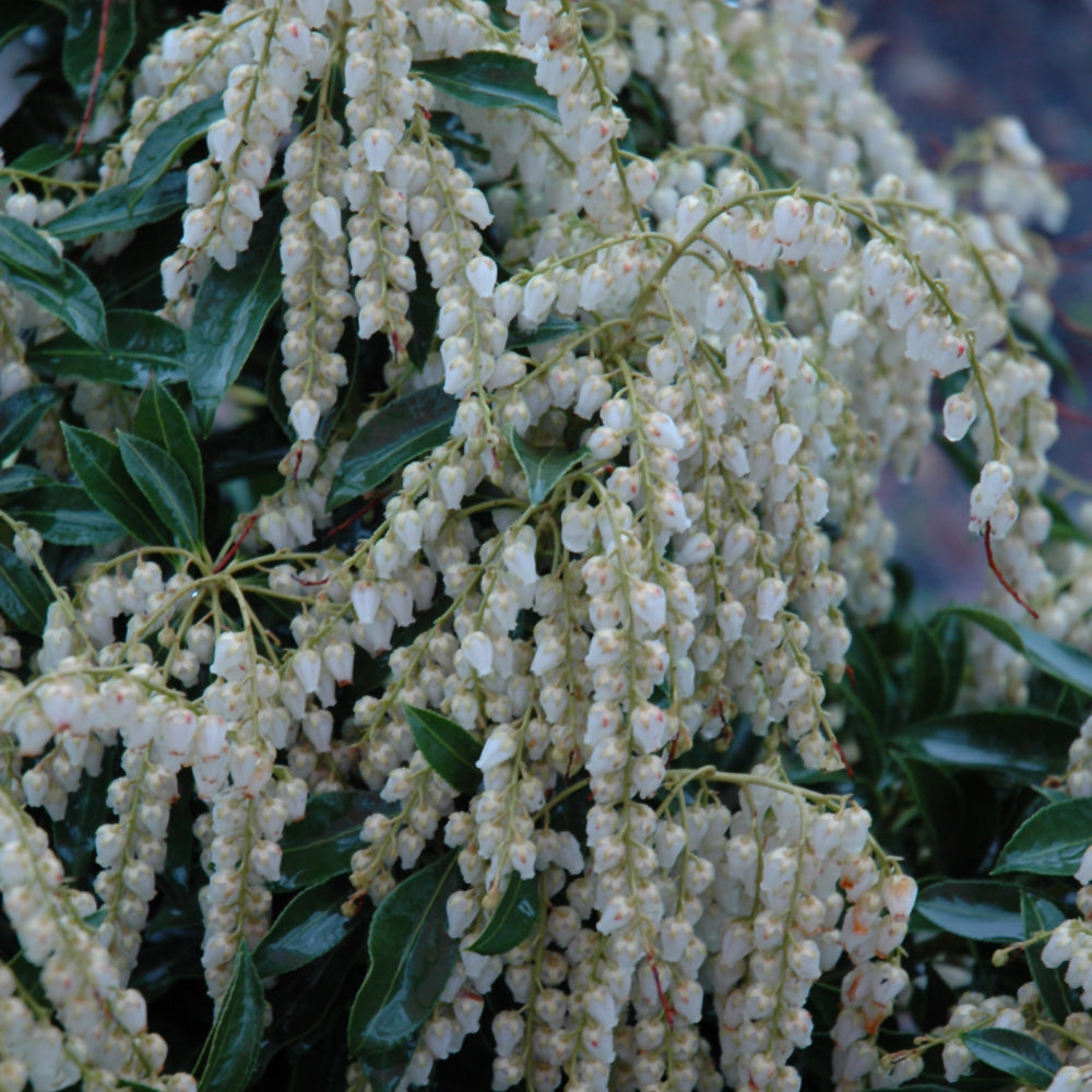 Pieris japonica 'Compacta'