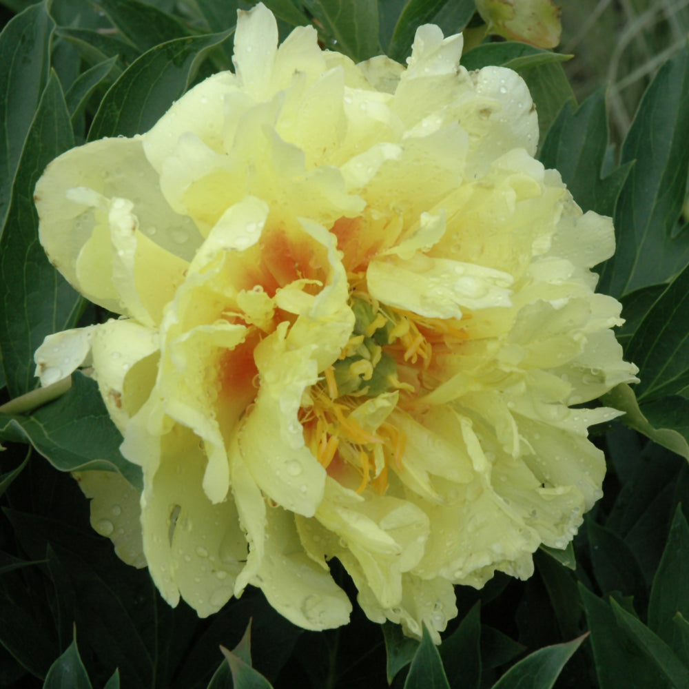 Bartzella Peony
