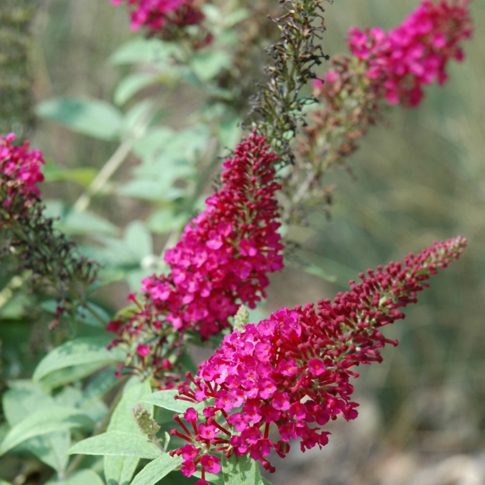 Buddleia davidii 'BotEx 006'