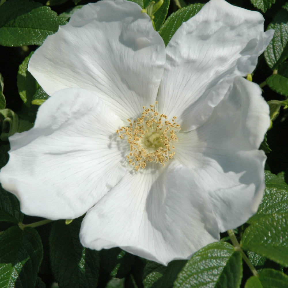 Rosa rugosa 'Alba'