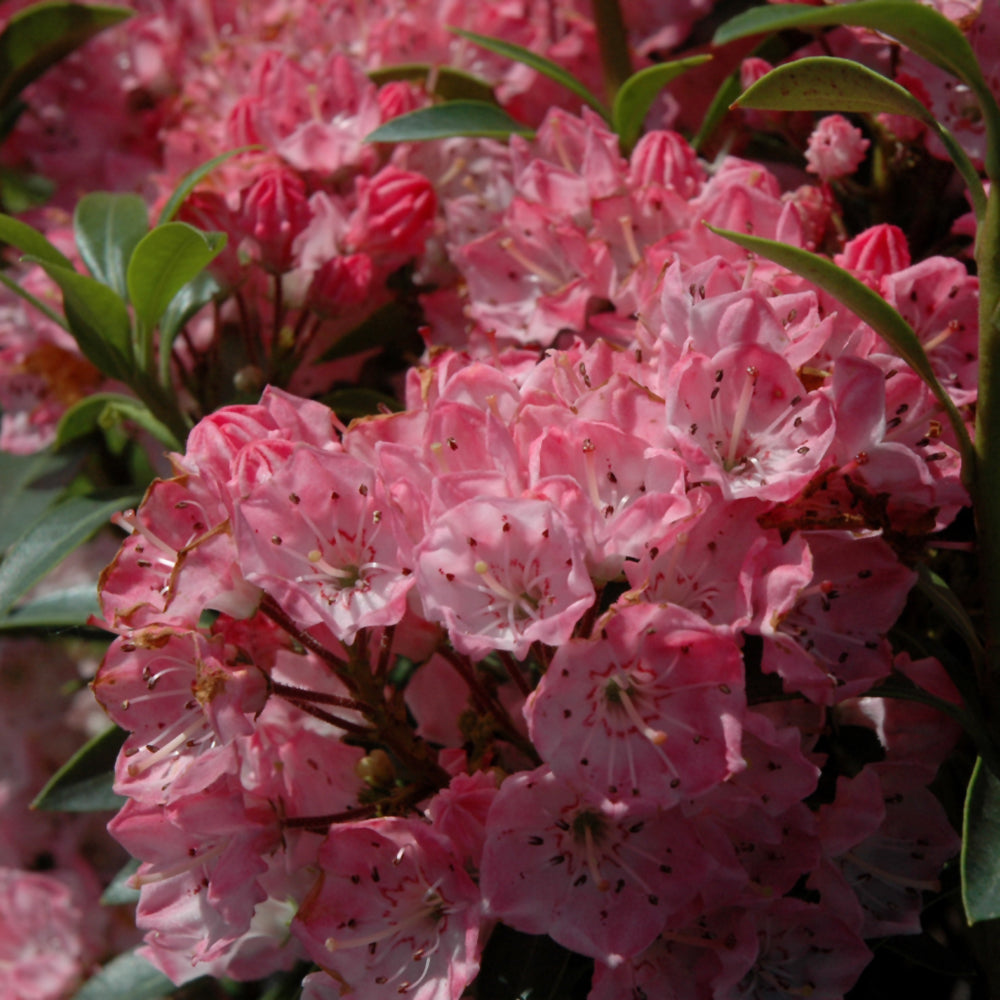 Tiddlywinks Mountain Laurel