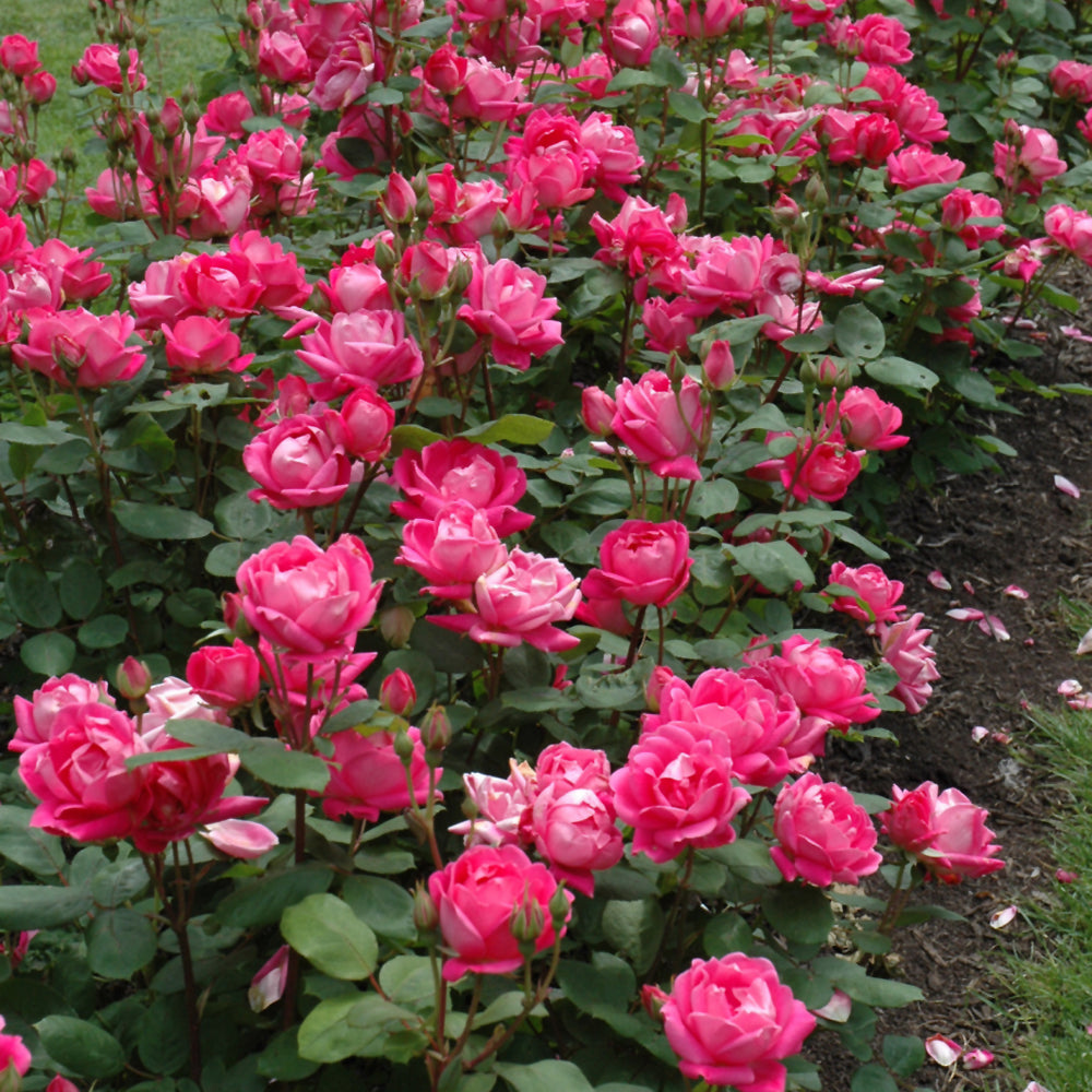 Double Knock Out® Rose