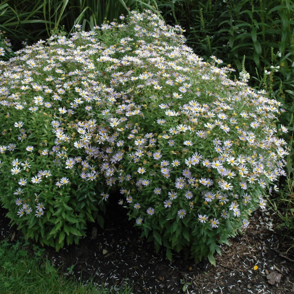 Blue Star Japanese Aster