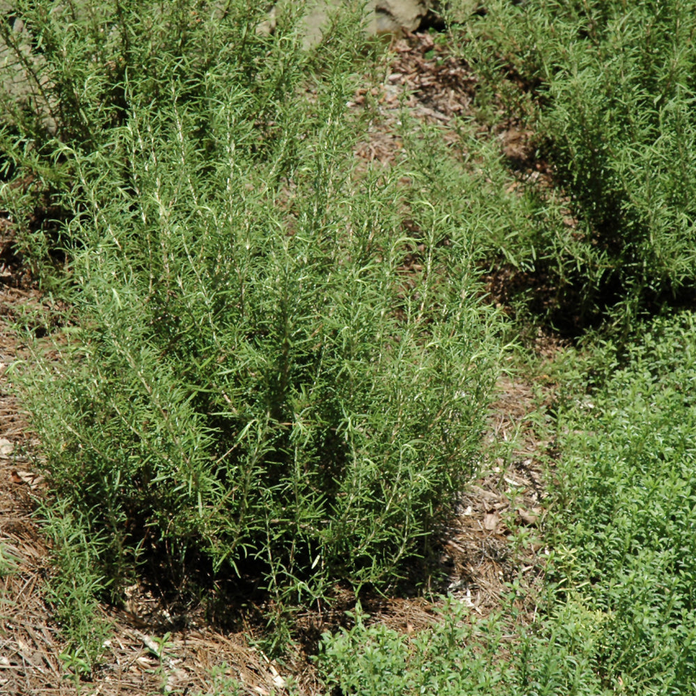 Rosmarinus officinalis 'Salem'