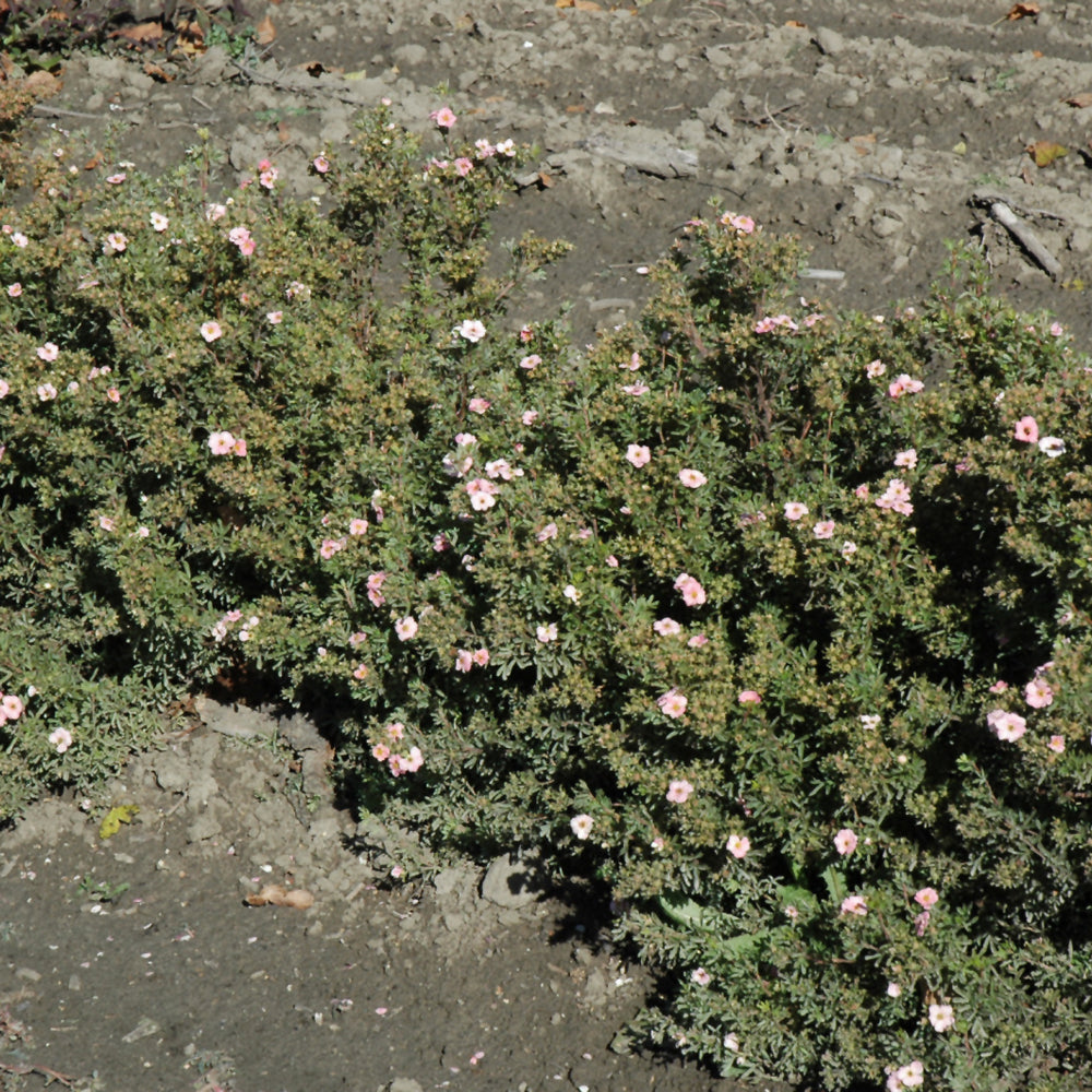 Happy Face® Pink Paradise Potentilla