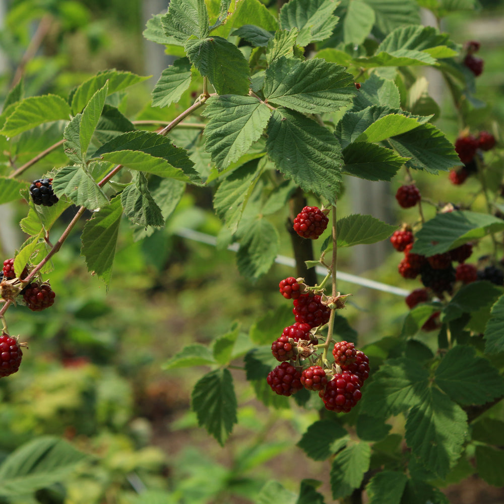 Chester Thornless Blackberry
