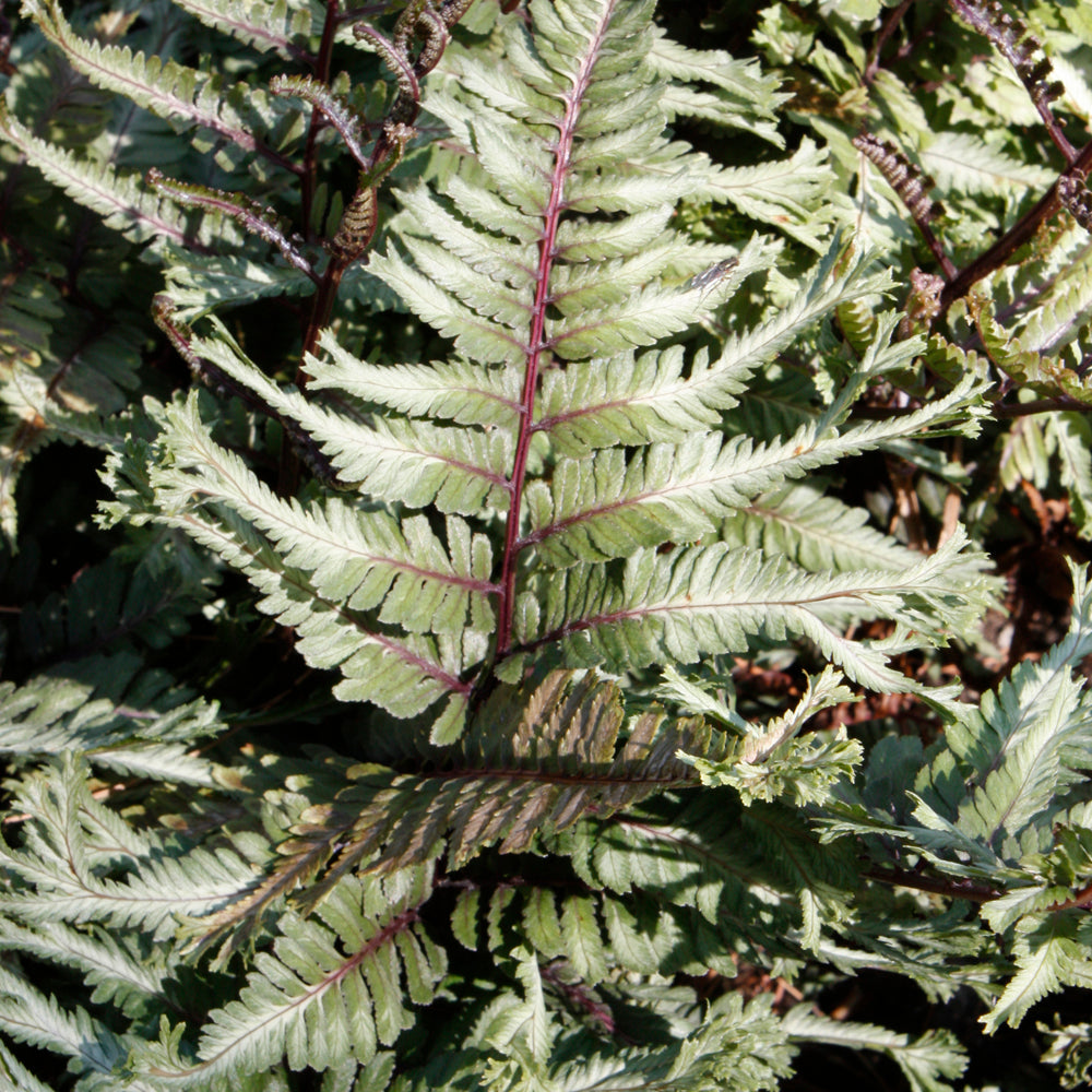 Athyrium niponicum 'Crested Surf'