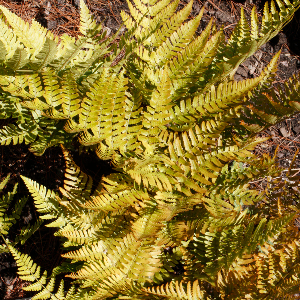 Brilliance Autumn Fern