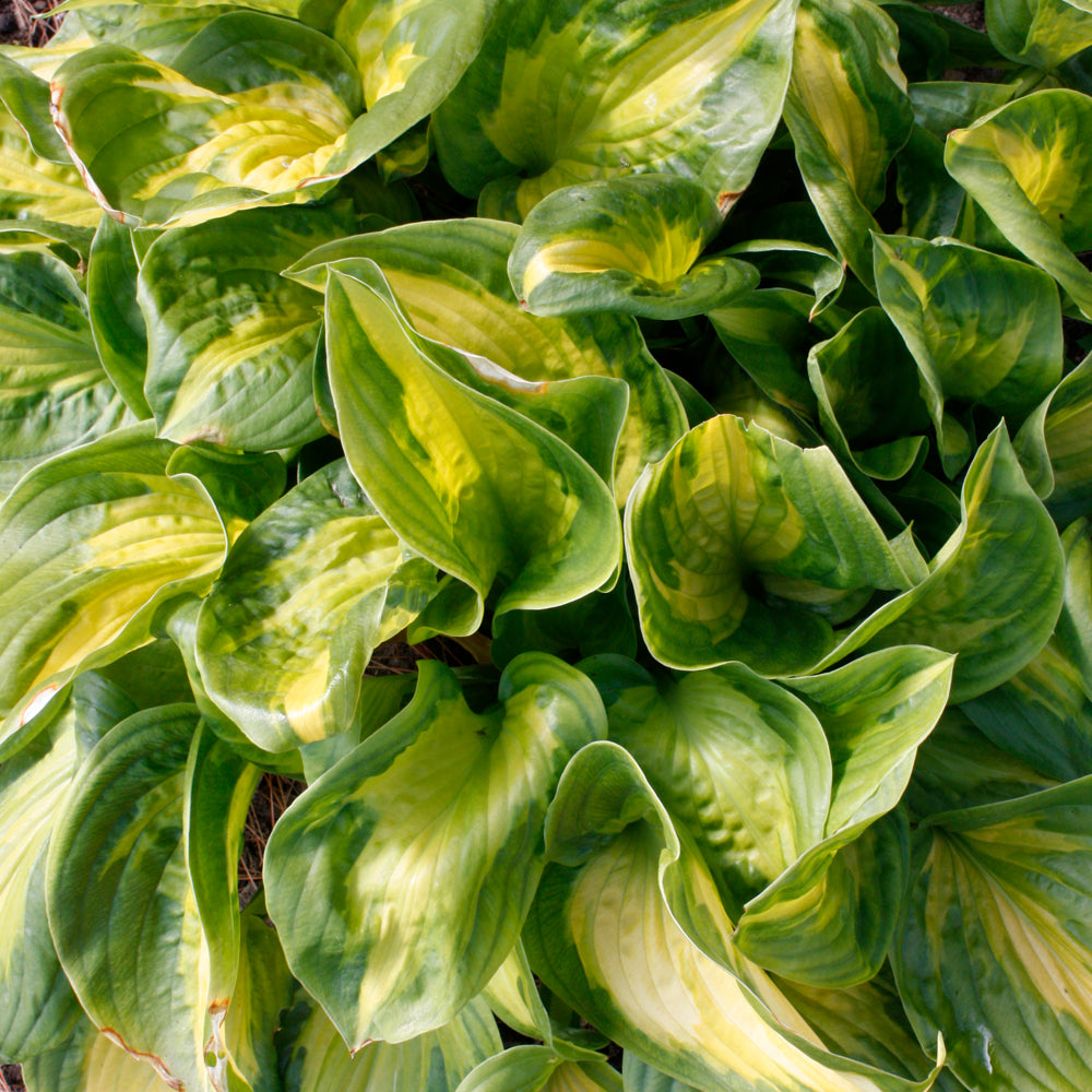 Shadowland® Etched Glass Hosta