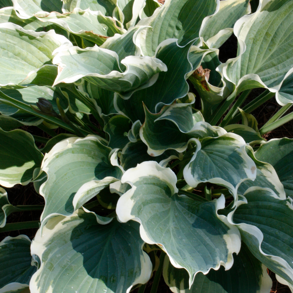 Hosta 'Hope Springs Eternal'