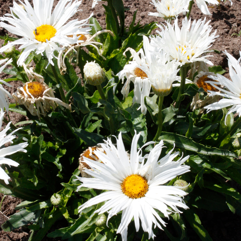 Leucanthemum x superbum 'Spun Silk'