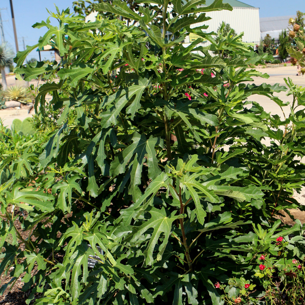 Little Miss Figgy Fig